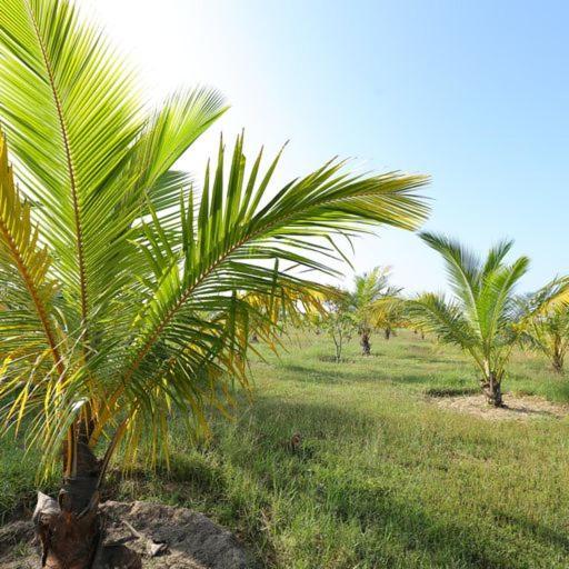 Kayjay Palms Hotel Passikudah ภายนอก รูปภาพ